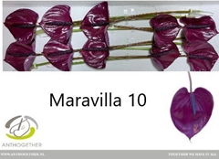 Anth A Maravilla 15cm Ø
