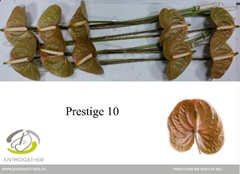 Anth A Prestige 15cm Ø