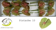 Anth A Pistache 15cm Ø
