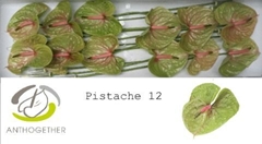 Anth A Pistache 13cm Ø