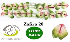 Anth A Zafira -PK- 9cm Ø
