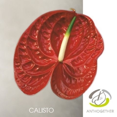 Anth A Calisto 15cm Ø