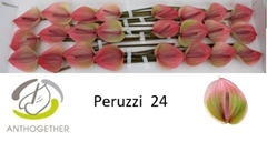 Anth A Peruzzi 11cm Ø