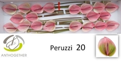 Anth A Peruzzi 9cm Ø