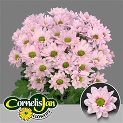 Chr T Resq Rosy 70cm 100gram