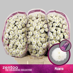 Chr San Pizarro 55cm 110g