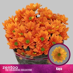 Chr T Kaya+ 70cm 90gram