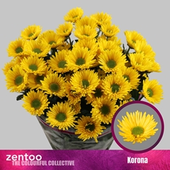 Chr T Korona 70cm 75gram