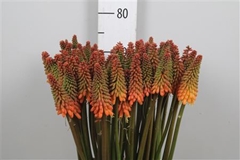 Kniphofia Alcazar 75cm