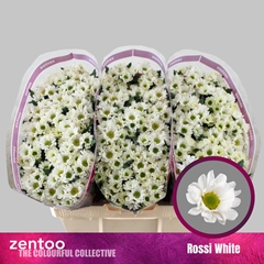 Chr San Rossi White 55cm 110g
