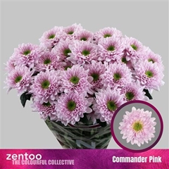 Chr T Commander Pink 70cm 80gram