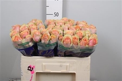 R Gr Dividend 50cm