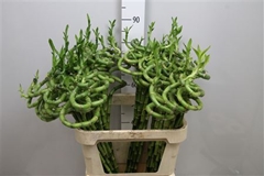 Lucky Bamboo Stem Spiral 80cm