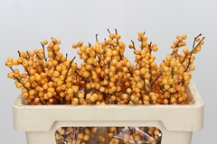 Ilex Golden Verboom 50cm