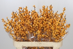 Ilex Golden Verboom 80cm