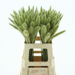 Pennisetum Other 65cm