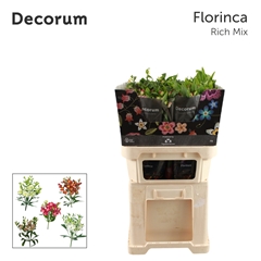 Alst Fl Gem I Fust 75cm 18+