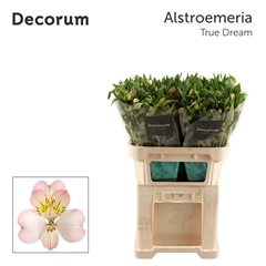 Alstr True Dream 75cm 80gram