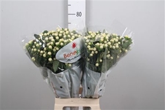 Hyp Mag Snowprince 70cm