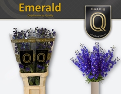 Delph El Delp Emeral 100cm 23