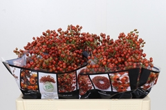 Rosa Aut Rosefruits 50cm