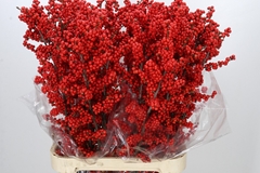 Ilex Vert (RODE Bes) 100cm