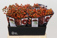 Rosa Aut Rosefruits 40cm