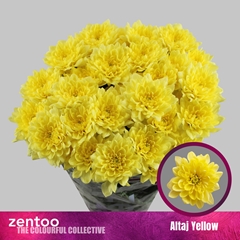 Chr T Altaj Yellow 65cm 105gram
