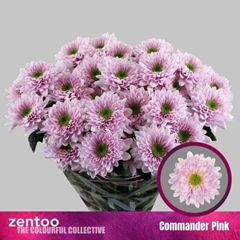 Chr T Commander Pink 65cm 80gram