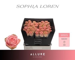 R Gr Sophia Loren
