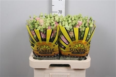 Eust G Alissa Pink 70cm