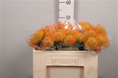 Leuco Ayoba Sun 50cm