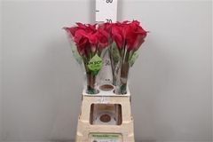Zant Red Salsa 70cm