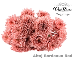 Chr T Altaj Bordeaux Red