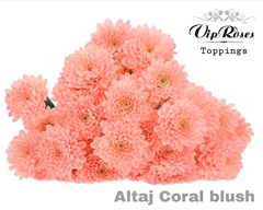 Chr T Altaj Coral Blush