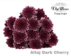 Chr T Altaj Dark Cherry