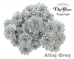 Chr T Altaj Grey