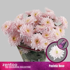 Chr T Pastela Rose 70cm 80gram