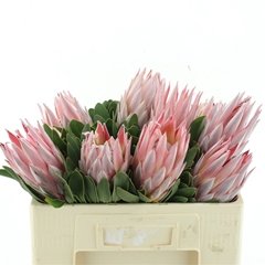 Protea Cynaroides 50cm