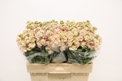 Matth Impala Apricot 51cm 24