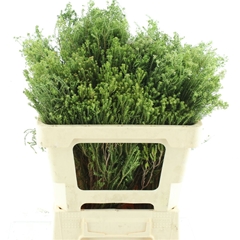 Kaaps Groen 50cm