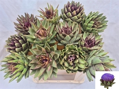 Cynara Sc Green Glob 50cm