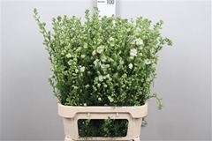 Delph Aj White 90cm 23