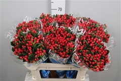 Hyp Coco Diablo 70cm