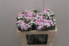 Dianthus Ba Neon Rose Magic