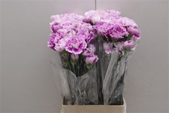 Di St Merletto Lavender
