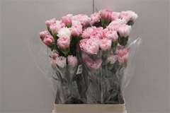 Di St Merletto Rosa