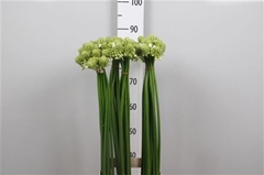 Ornit Arabicum 90cm