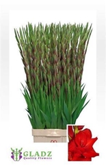 Glad Gr Red Balance 125cm 220gram