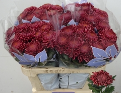Chr G Bigoudi Red